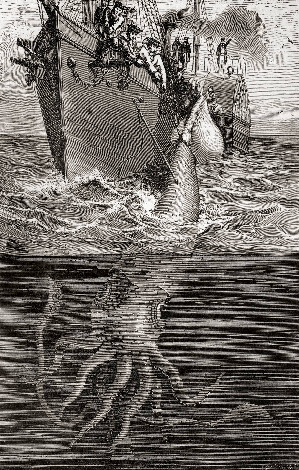 A giant squid, Architeuthis Architeuthidae, hooked by the French gunboat Alecton in 1861