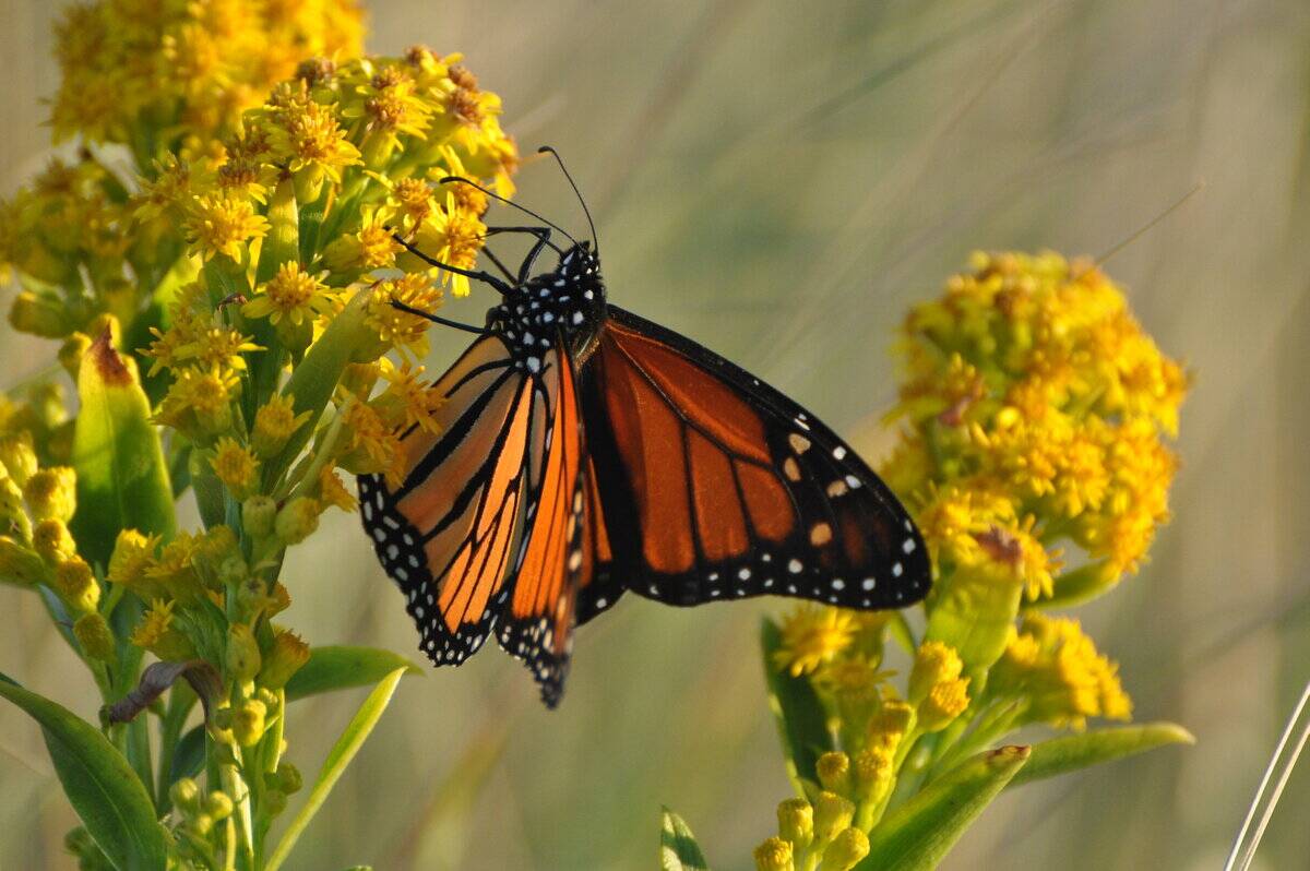 A monarch butterfly on Long Island