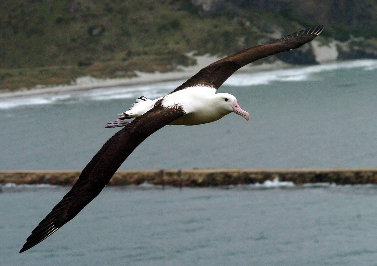 A Northern Royal Albatross At The Taiaroa Heads Al