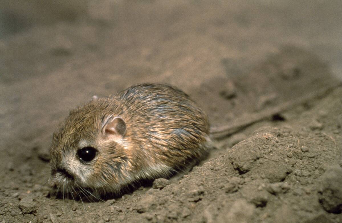 A Tipton kangaroo rat (Dipodomys nitratoides nitratoides) at the California Living Museum in Bakersfield, Calif