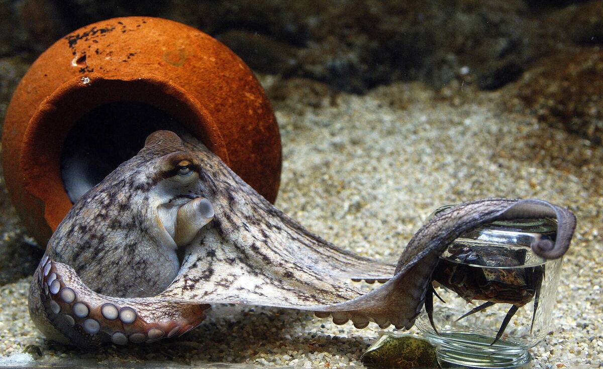 A two-month-old octopus (Octopus Vulgari
