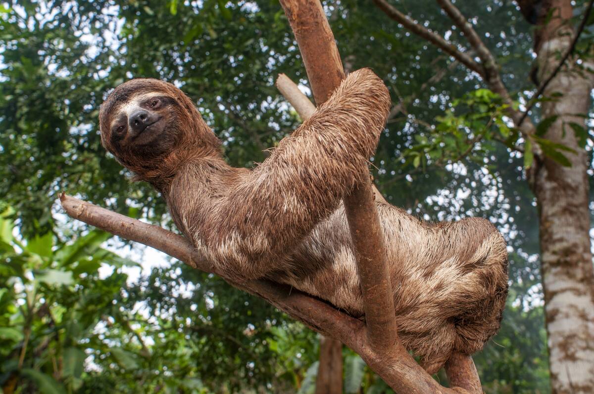 A wild brown-throated sloth