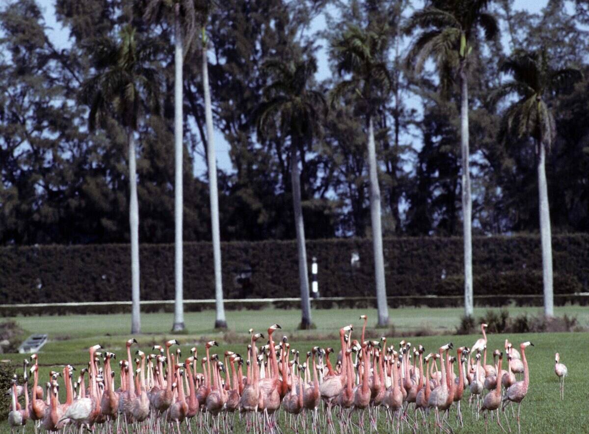 American Flamingos At Hialeah Park