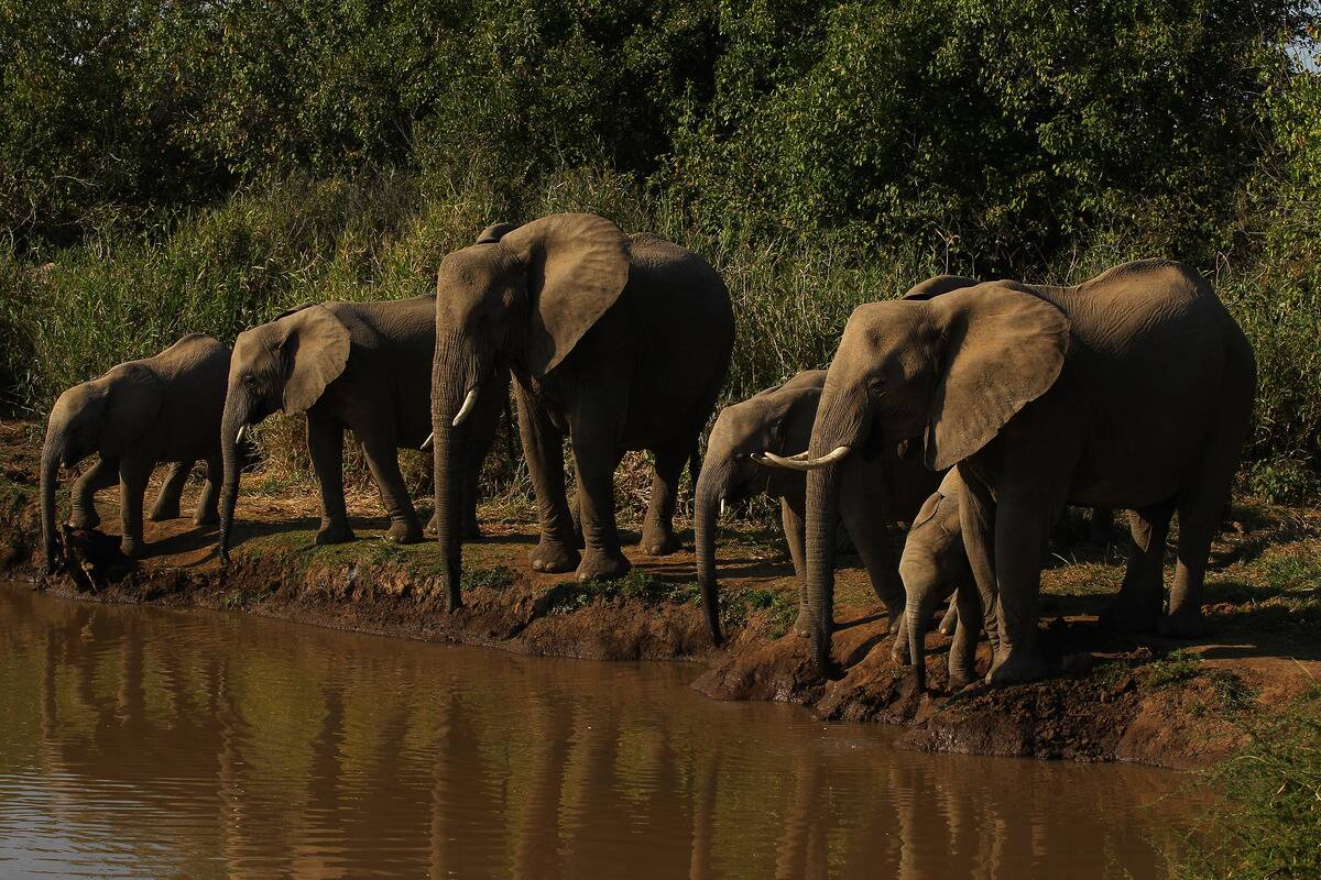 An African Safari