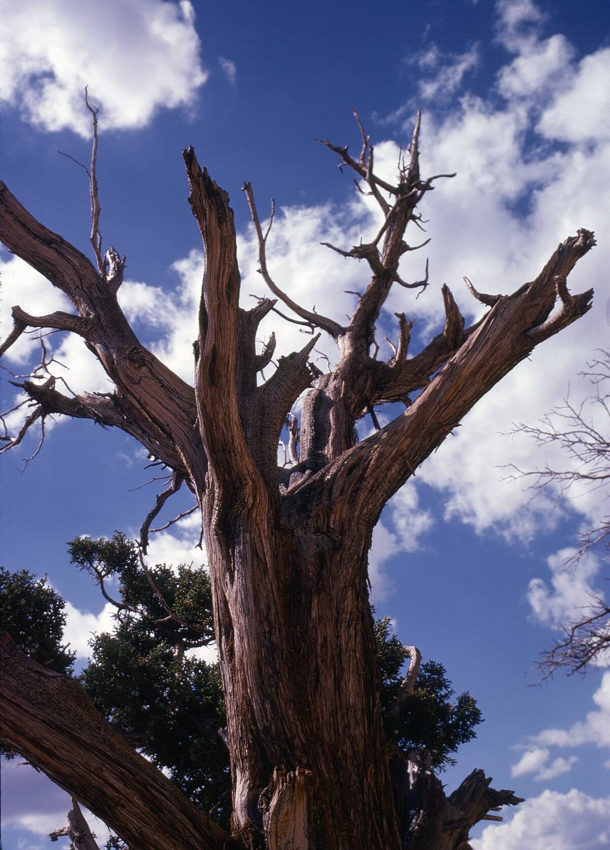 Ancient Bristlecone Pine Tree near Yosemite National Park