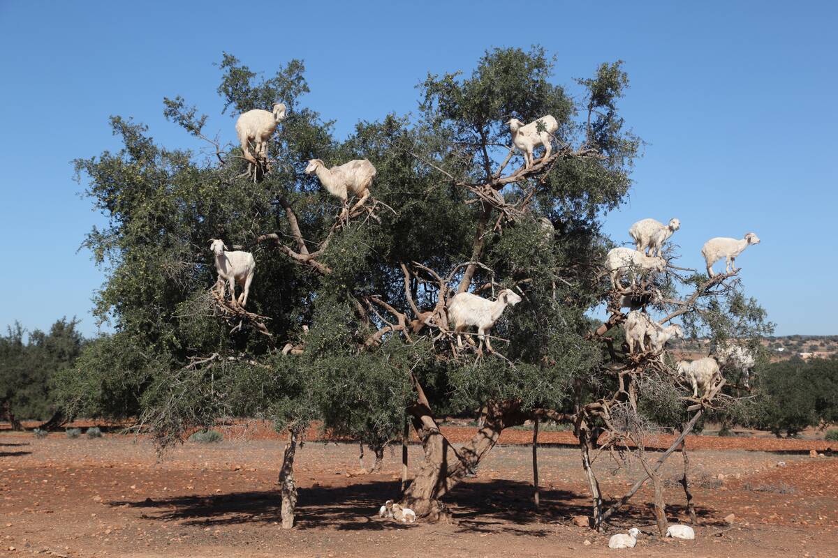 Argan oil production in Morocco