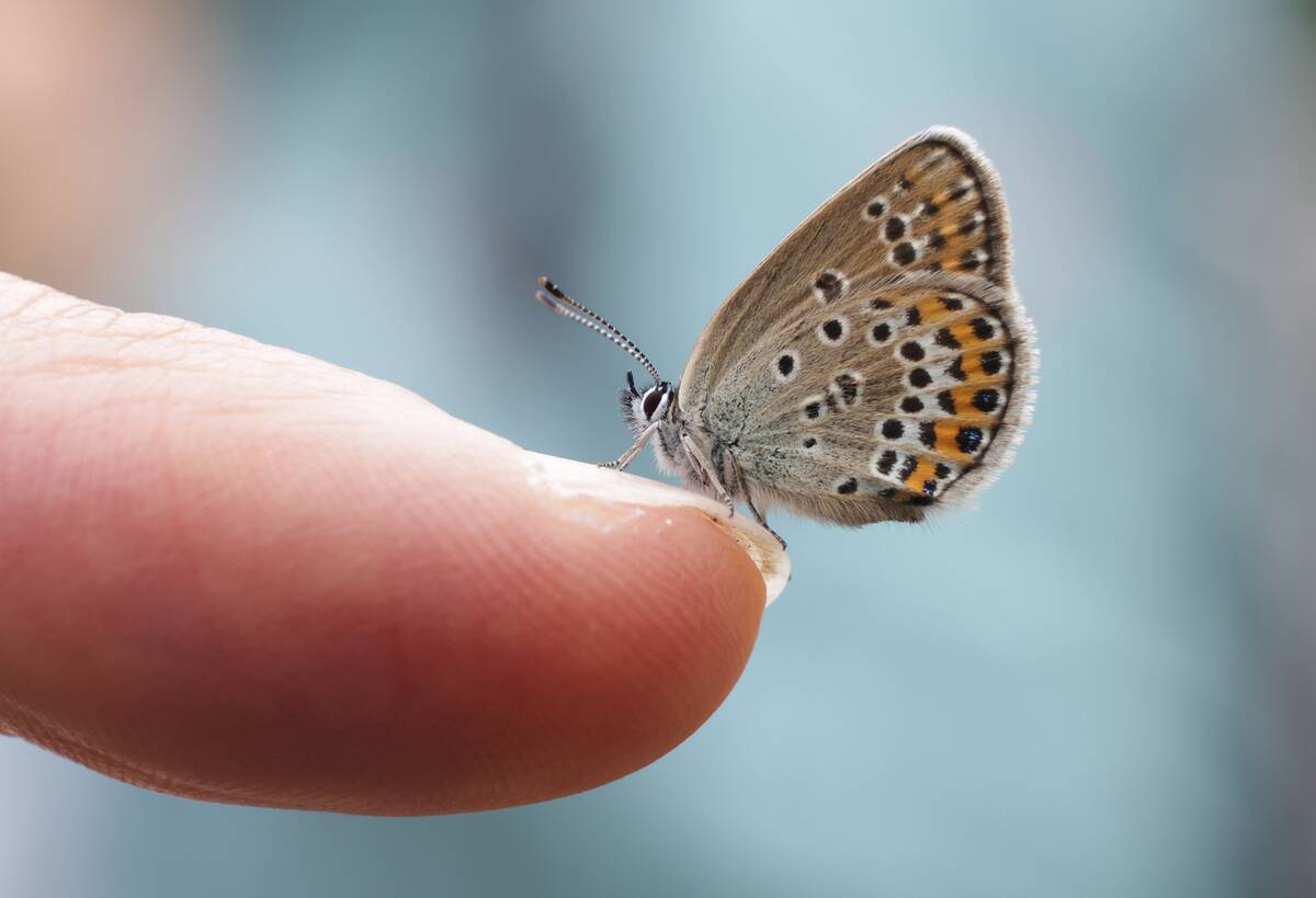 Austrian Butterfly And Moth Monitoring Gauges Biodiversity Decline