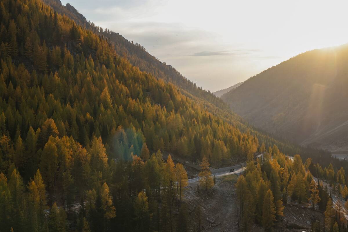 Autumn Scenery Of Colorful Forests In Altay