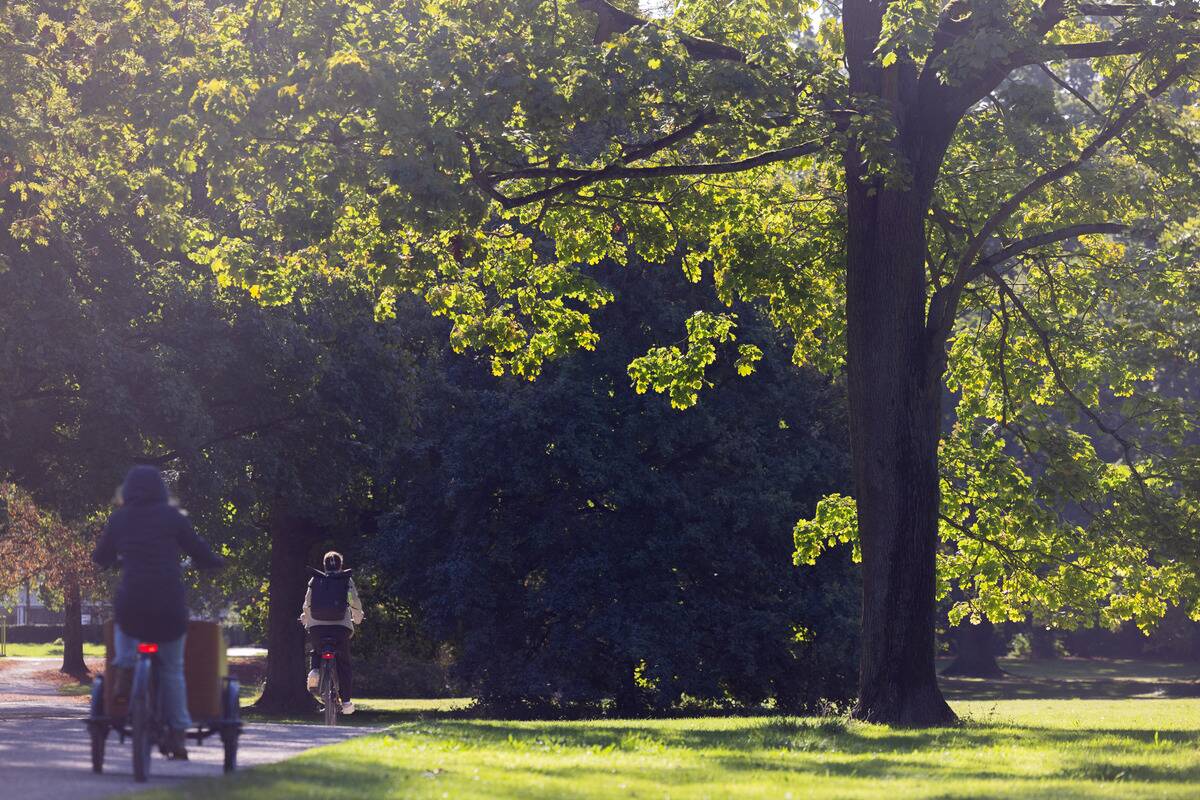 Autumn sun in Cologne