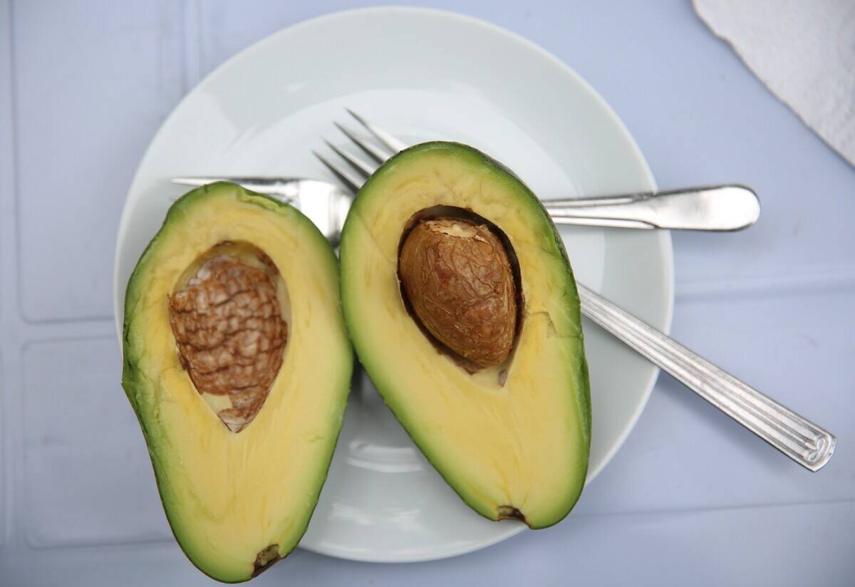 Avacado farm in Turkey's Antalya