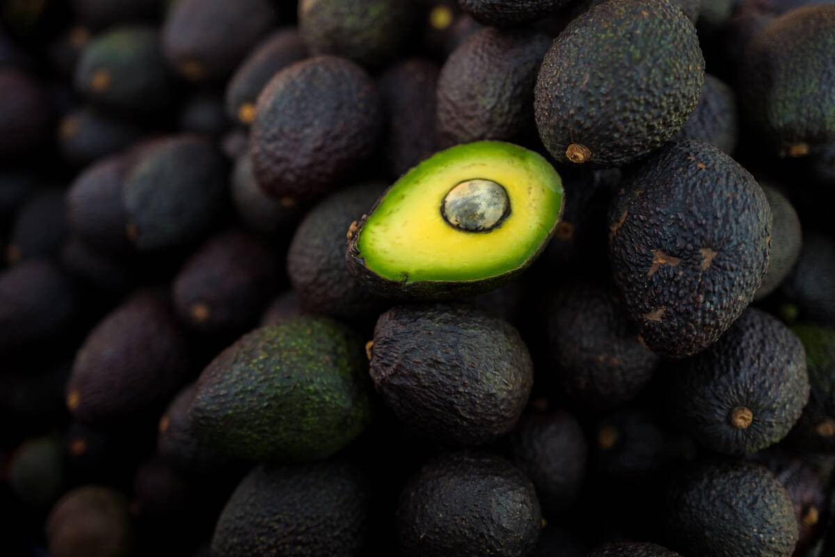 Avocado Industry In Colombia