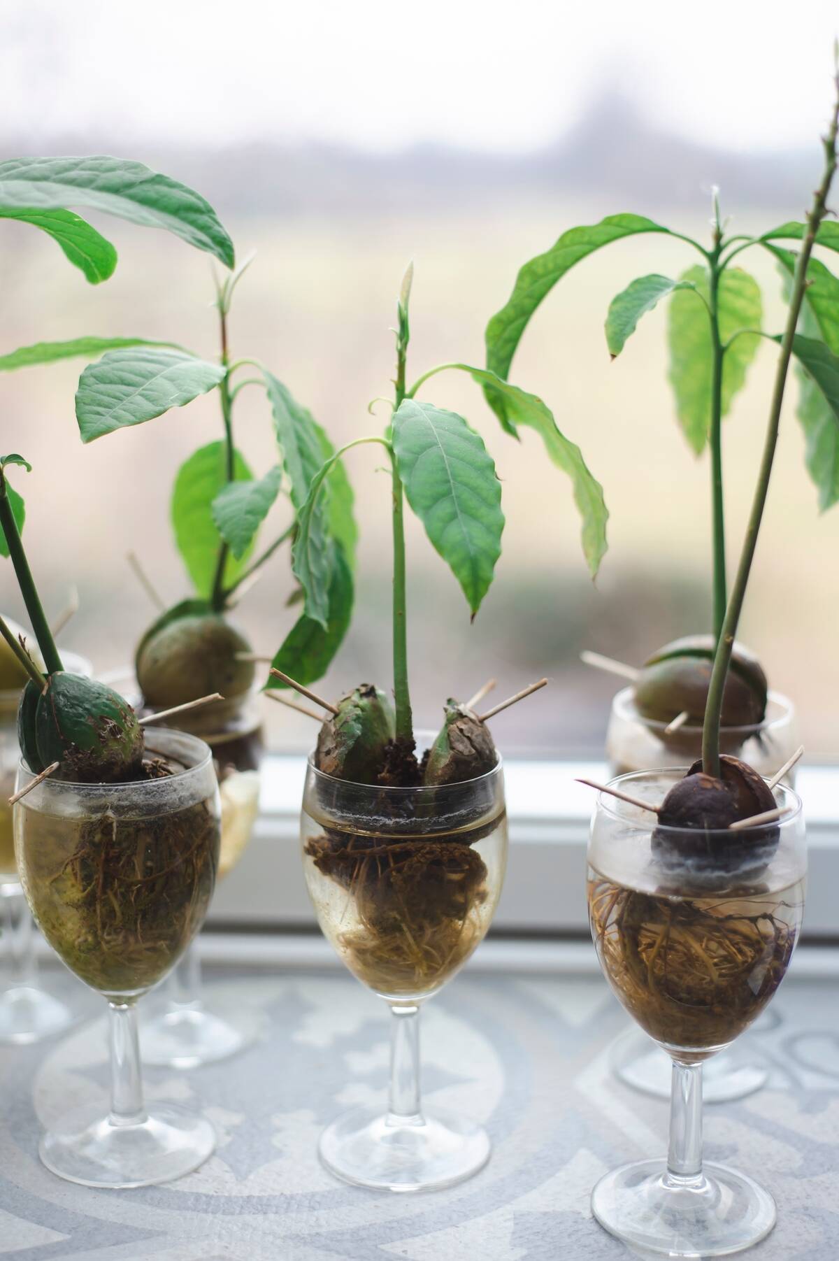 avocado-plants-growing-in-glasses-2024-11-26-18-02-15-utc