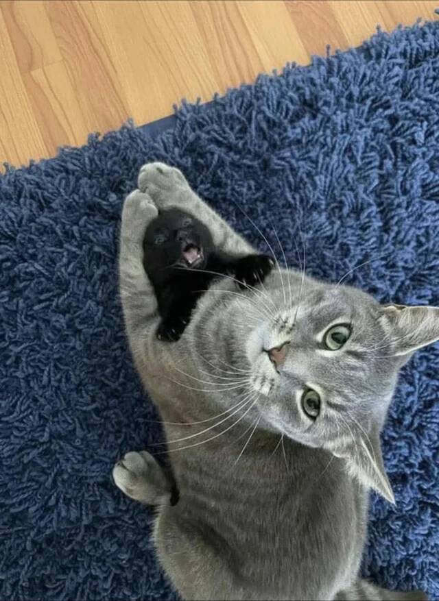 babysitting-v0-iyrxipufsdcg1 (1)