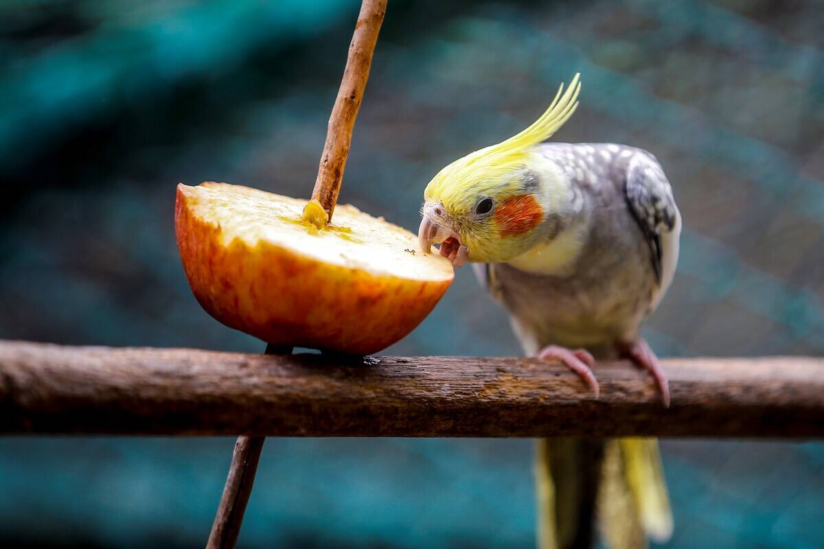 Beauty of colorful wings