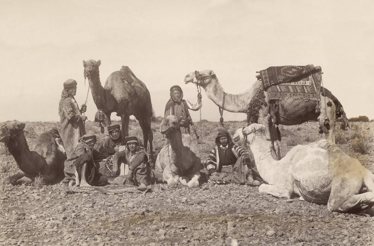 Bedouins Rest with Their Camels