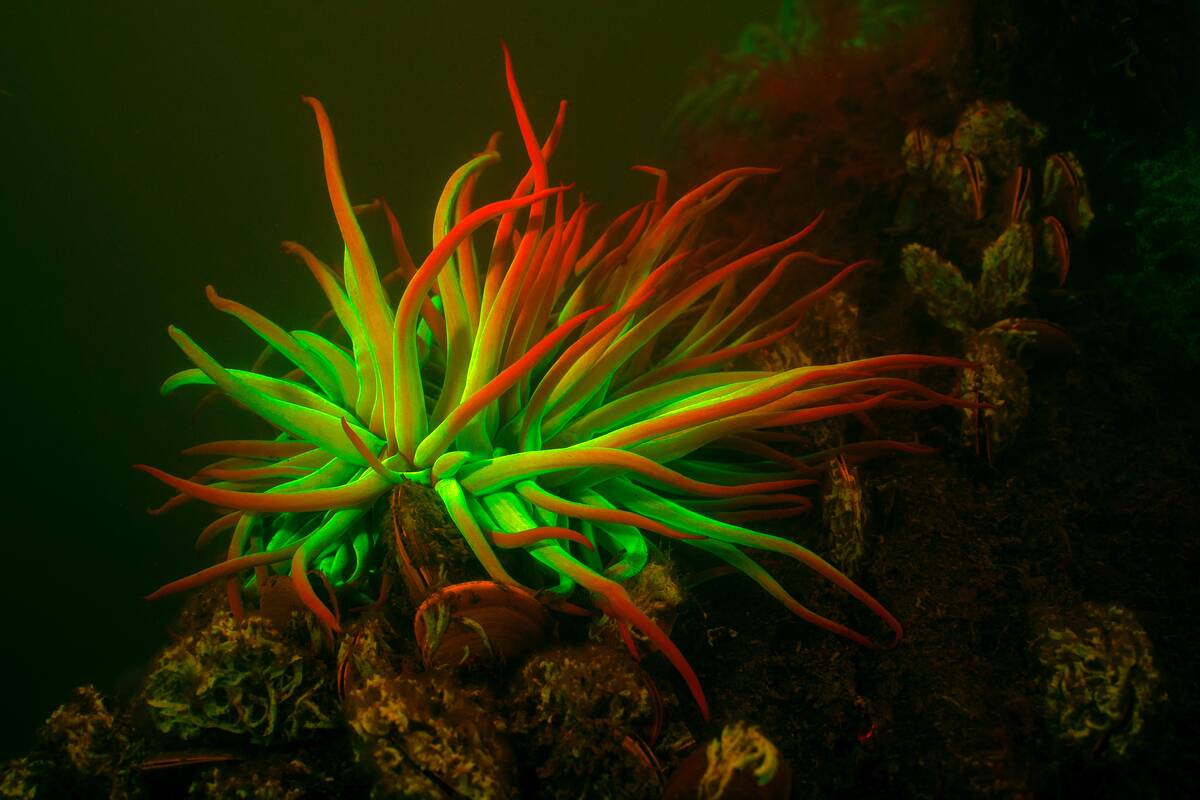 Bioluminescence captured through 'fisheye' lens in Red Sea with new scientific system