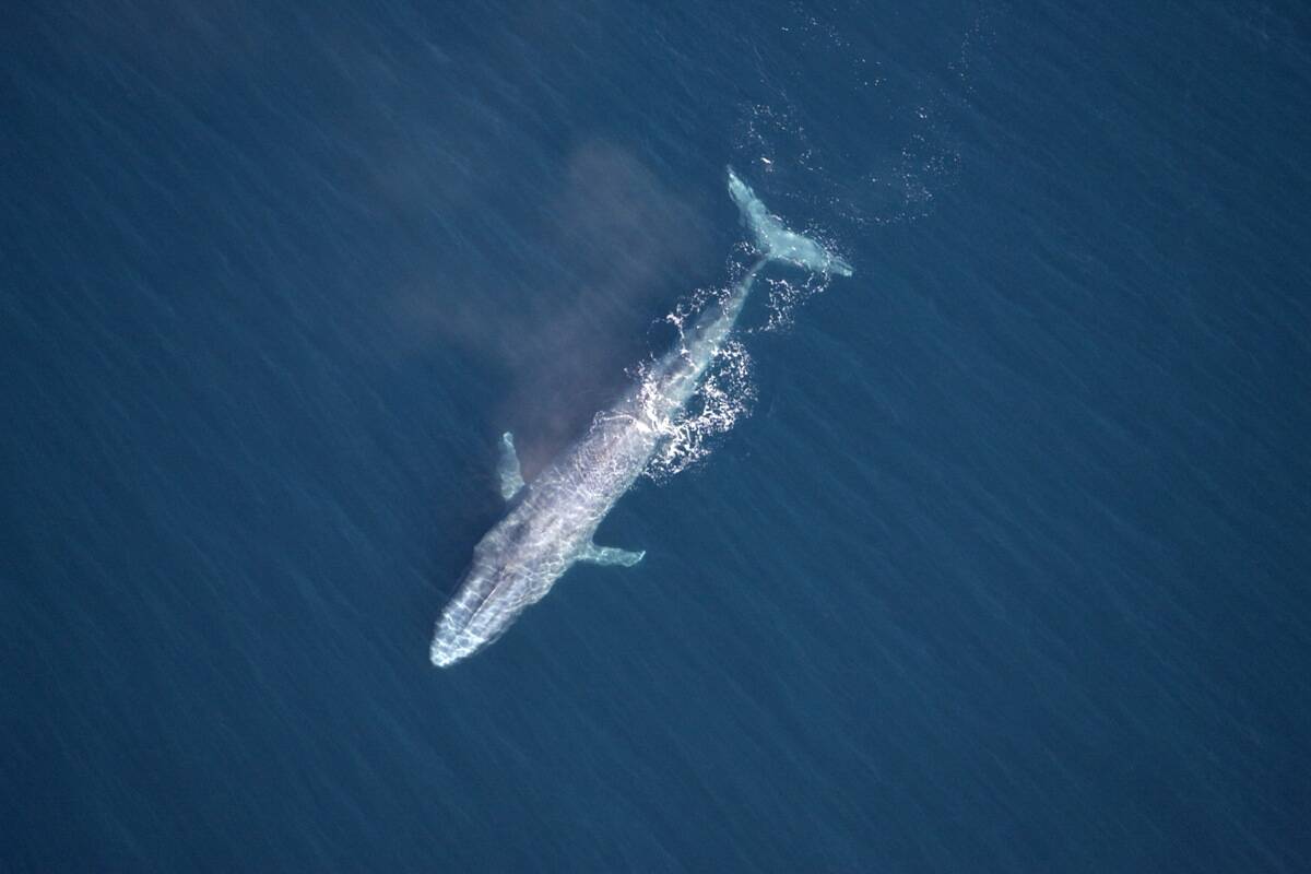 Blue whale