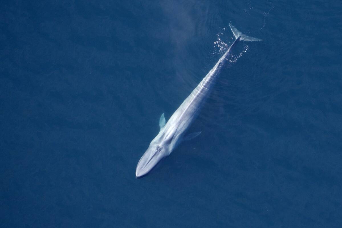 Blue whale