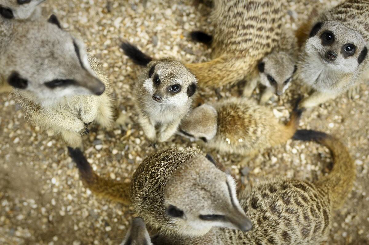 Bristol meerkat mob