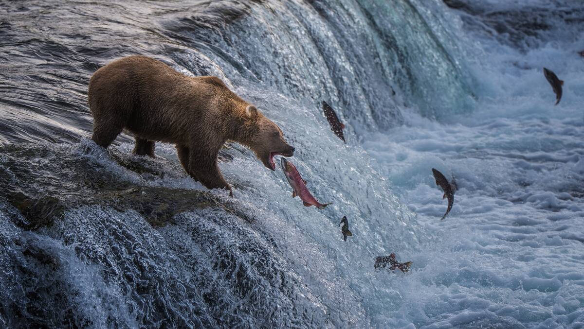 Brown Bear Fishing At Alaska's Brooks Falls