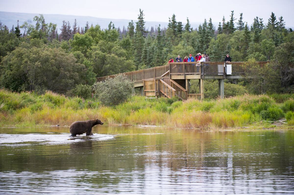 Brown bear (Ursus arctos) or grizzly at Brooks Lake with...
