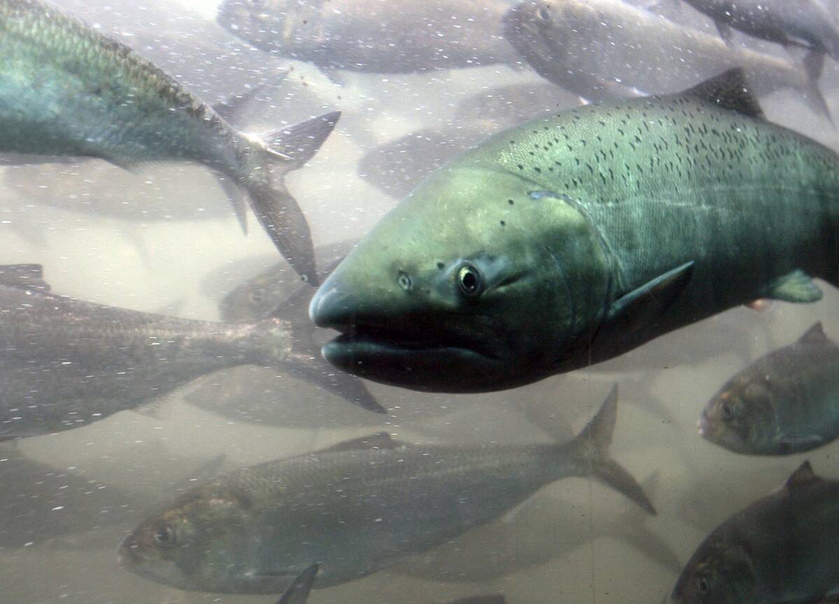 Bush Salmon Protection Plan Under Fire In Courts
