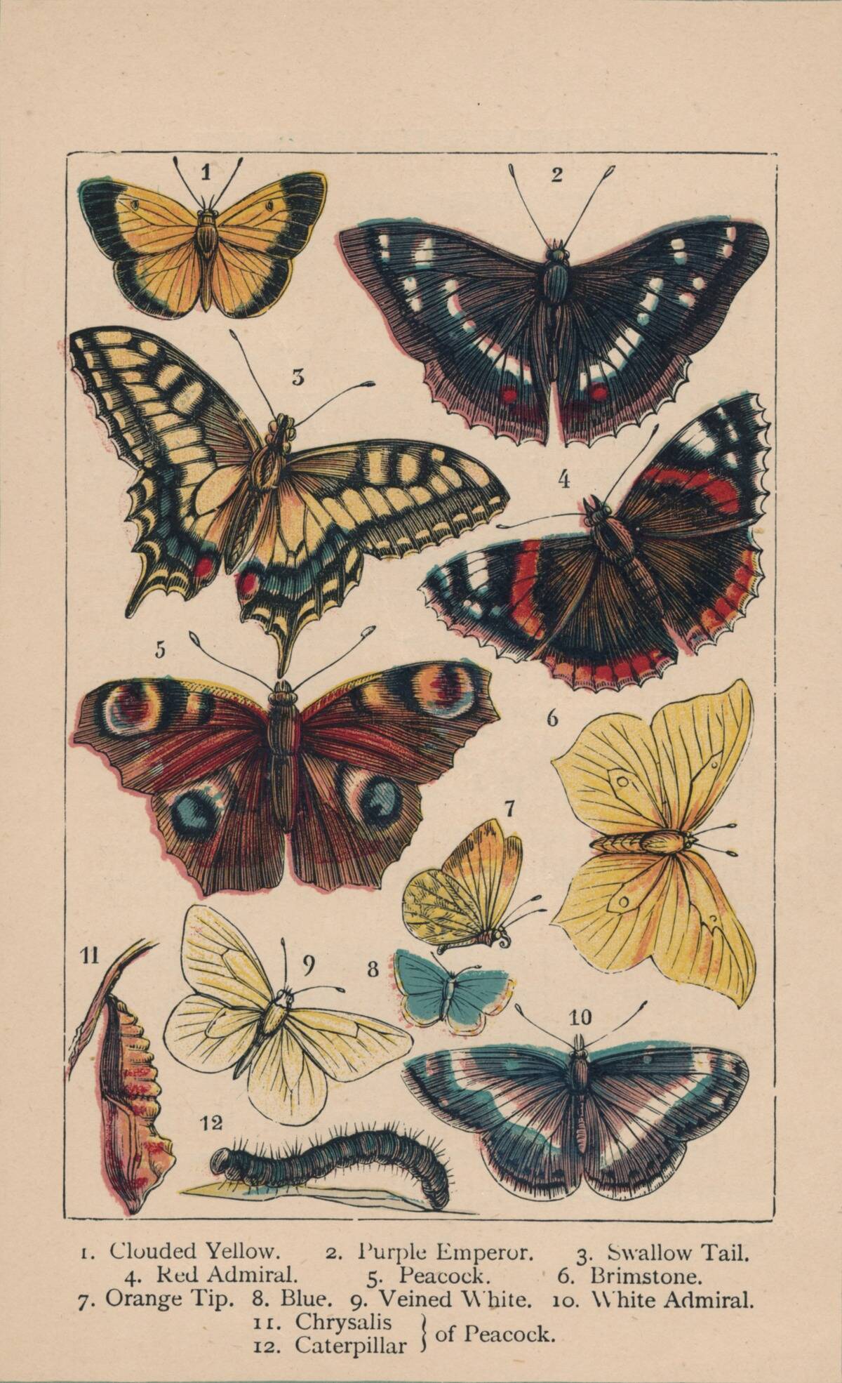 Butterflies