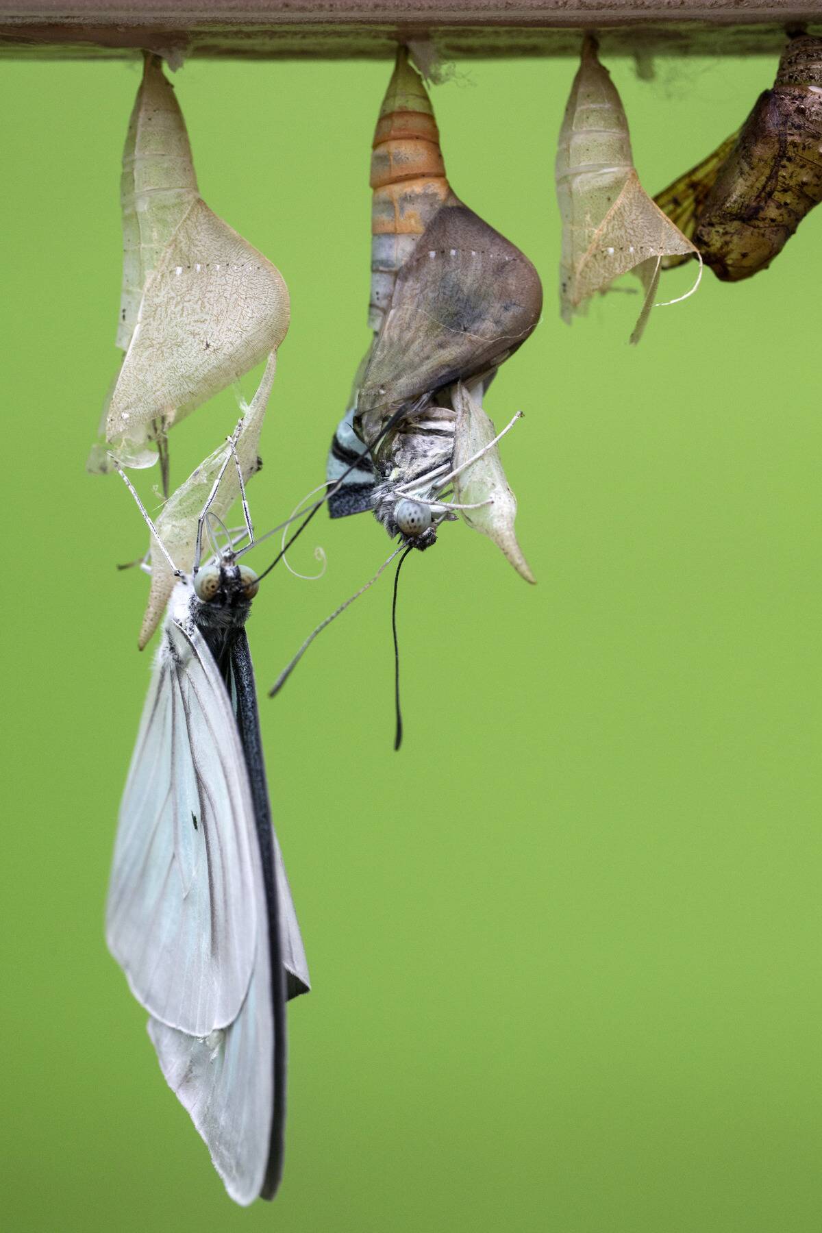 Butterflies Are Released Into The Natural History Museum's Exhibtion