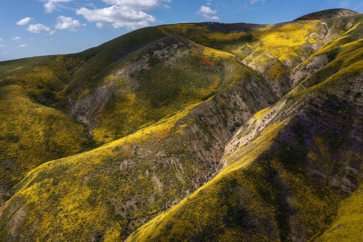 California's Unusually Wet Winter Brings Spring Superbloom Of Flowers
