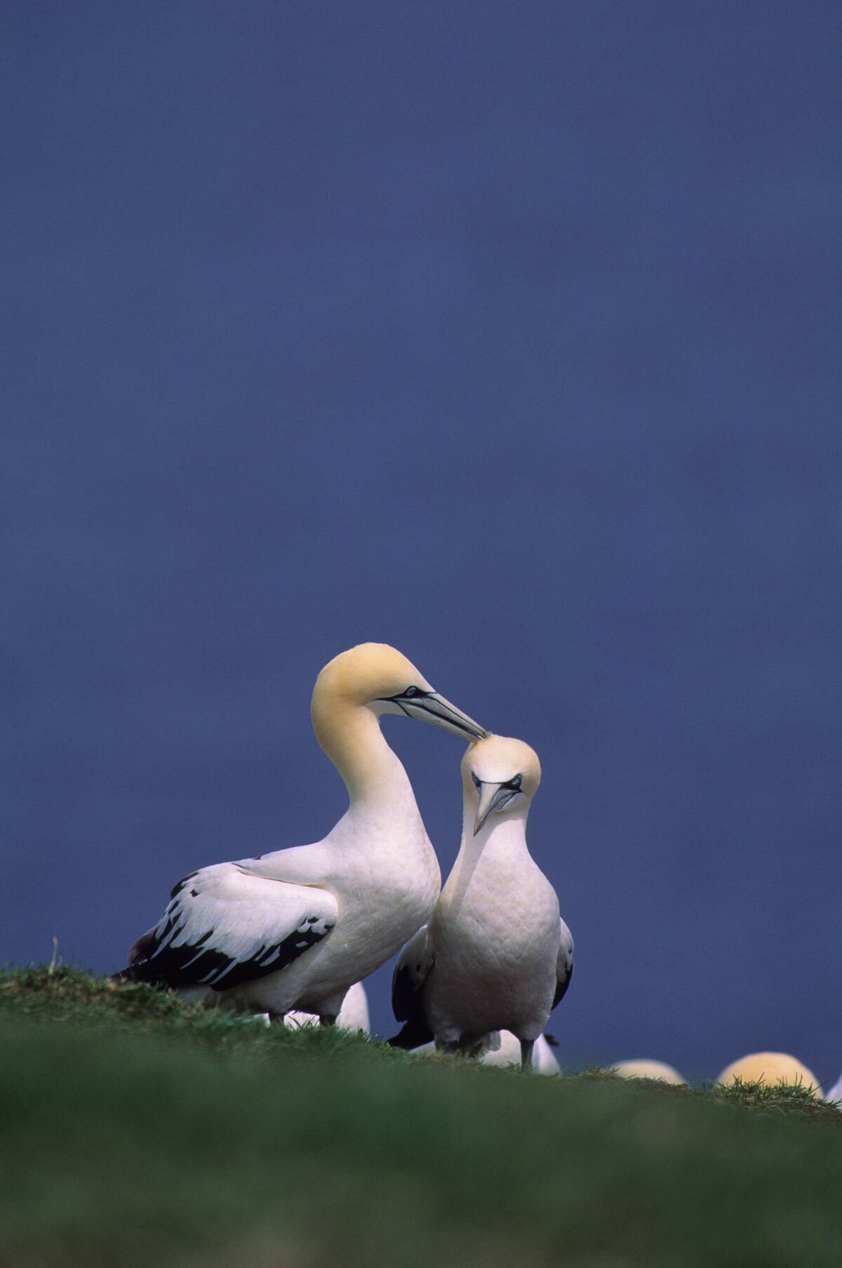 Canada, Quebec, Gaspe, Bonaventure Island, Gannet Colony,...