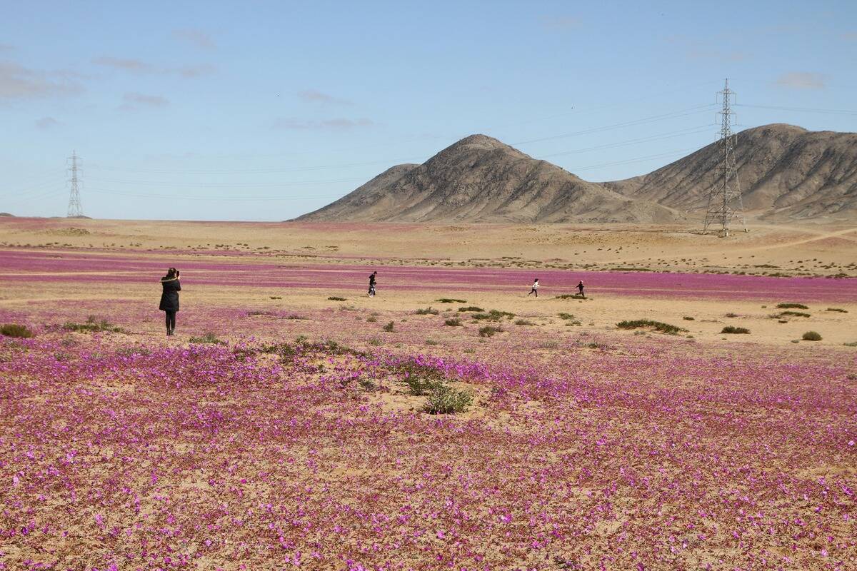 CHILE-ENVIRONMENT-CLIMATE-DESERT-FLOWERING
