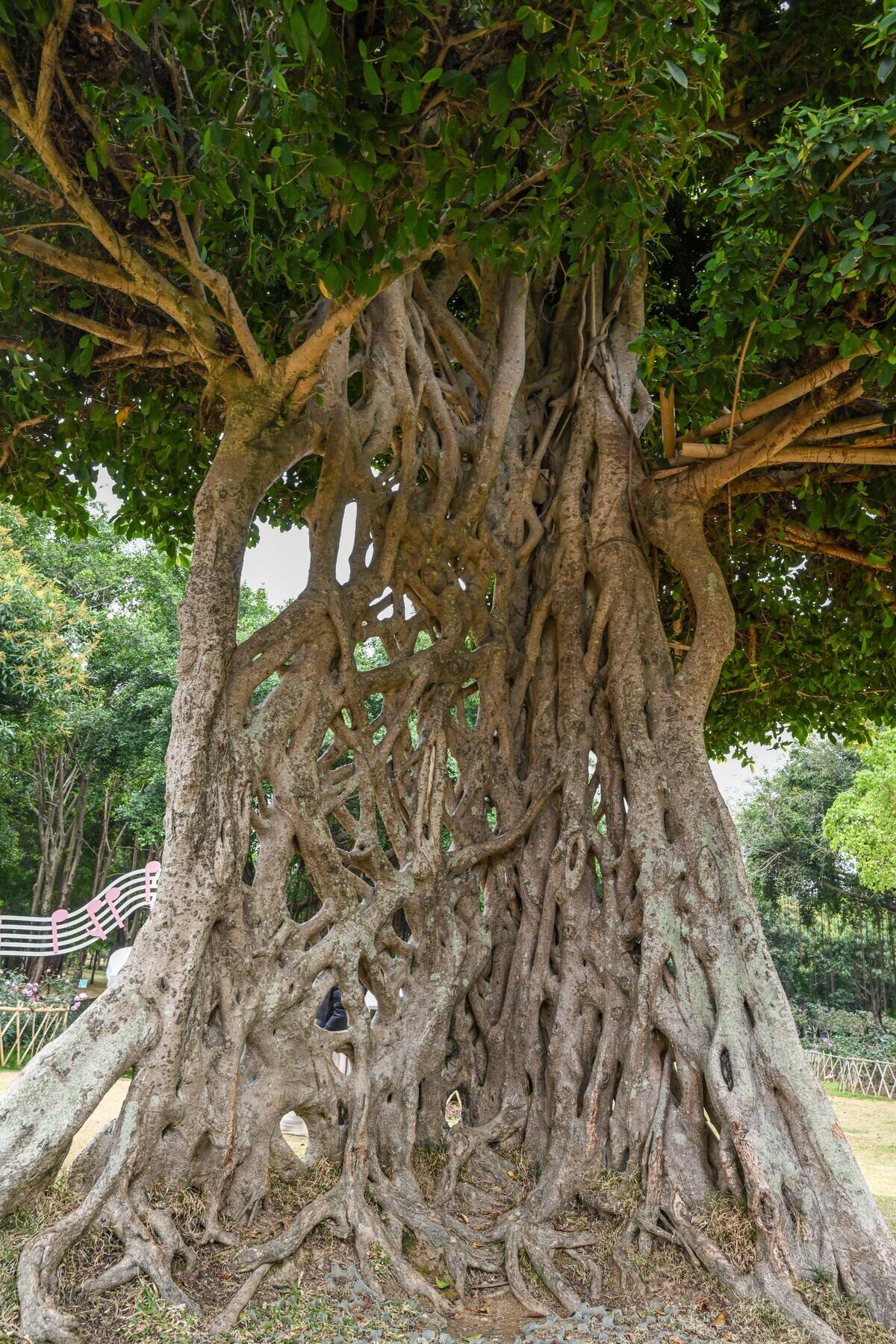 China Unseparable Banyan Trees