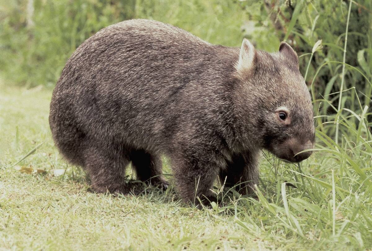 Close-up of a Common wombat (Vombatus ursinus)
