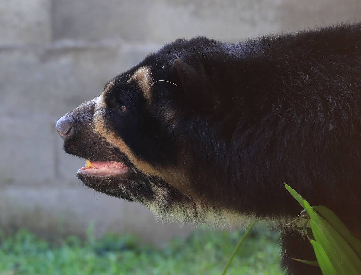 COLOMBIA-ANIMAL-ZOO-BEAR
