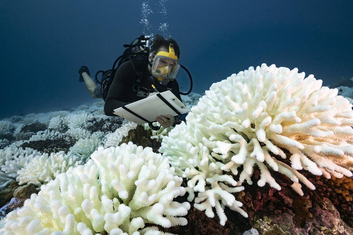Coral Reefs And White Death