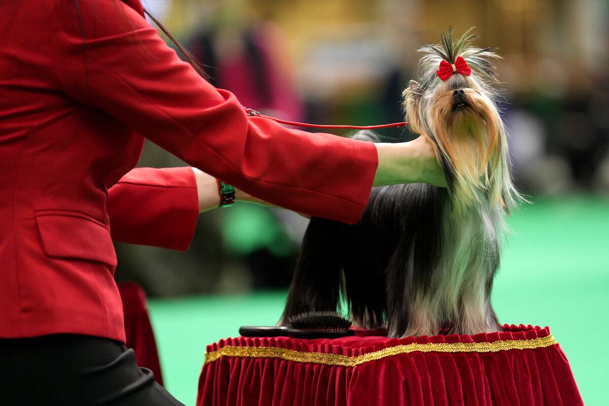 Crufts Dog Show 2025 - Day Two