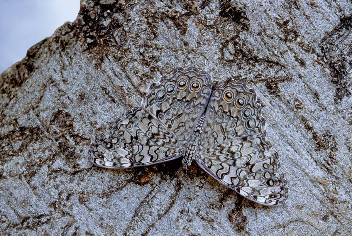 Cryptic glaucous cracker butterfly resting on a tree trunk in a subtropical dry forest Hamadryas glauconome Near Jaragua National Park, Oviedo, Dominican Republic