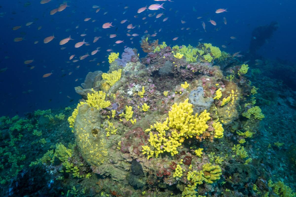 Divers dive into shipwreck on the coast of Canakkale within the 30 August Victory Day