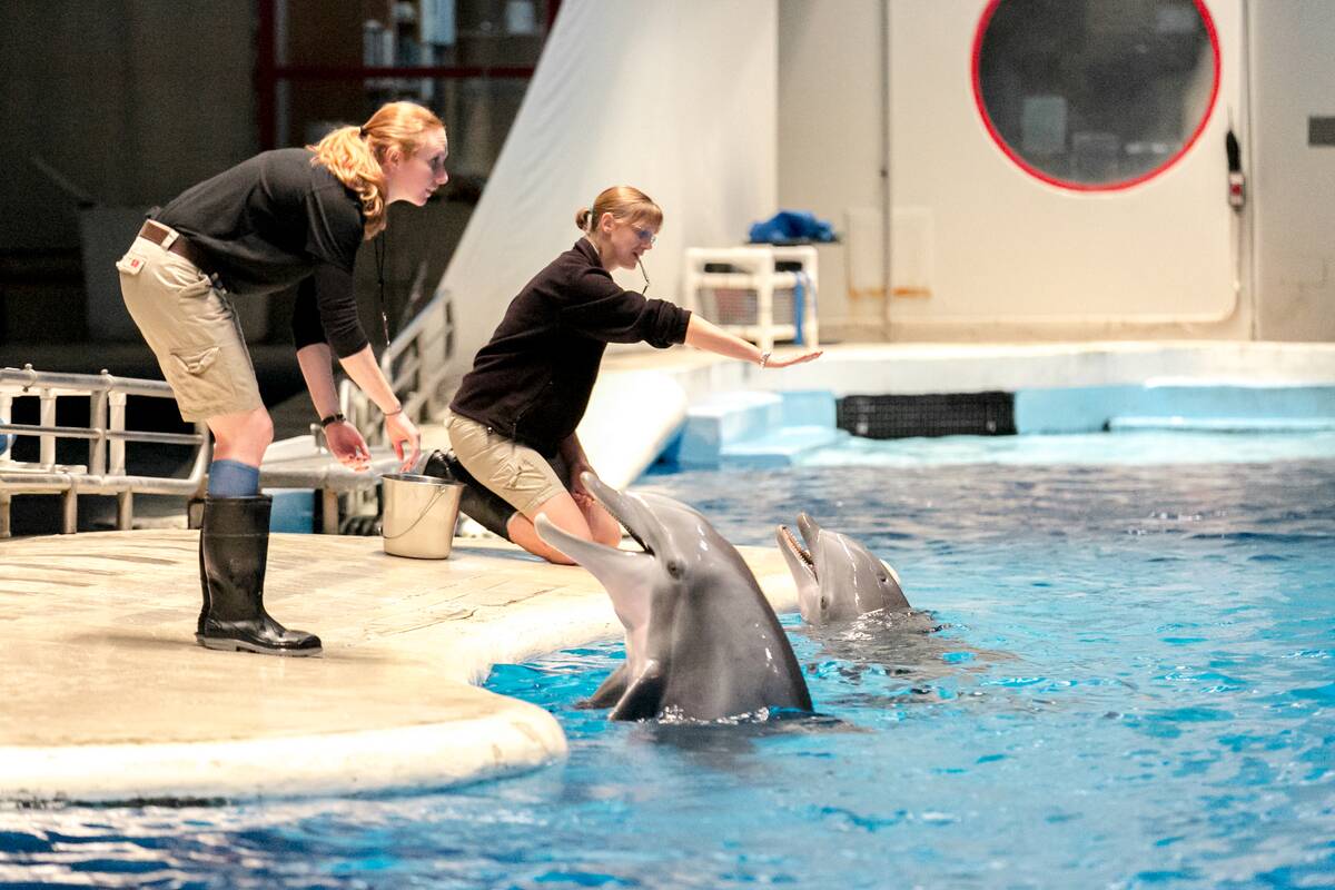 Dolphins performing tricks for their trainers at the National Aquarium in Baltimore, MD