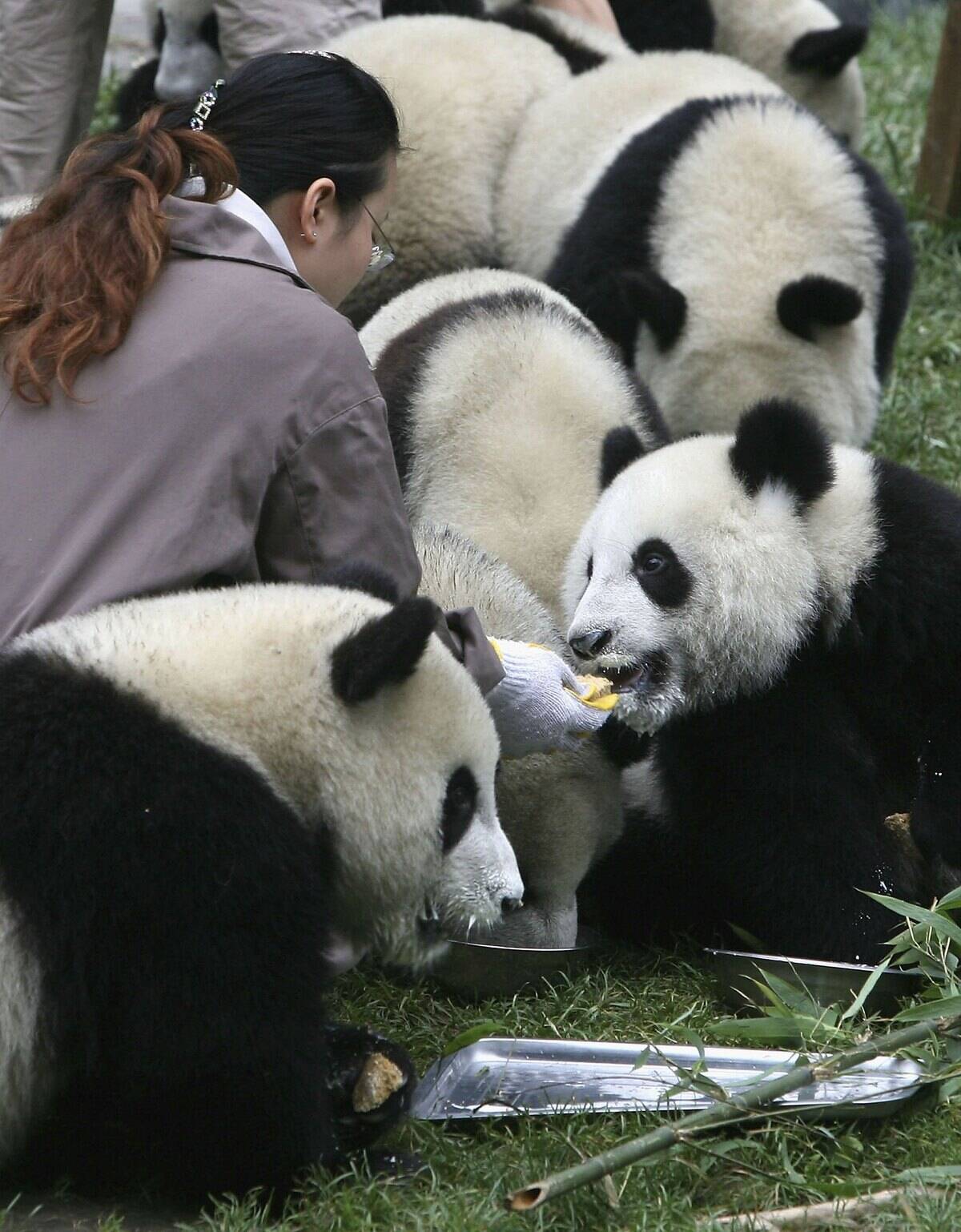 Endangered Giant Pandas Benefit From Baby Boom In China
