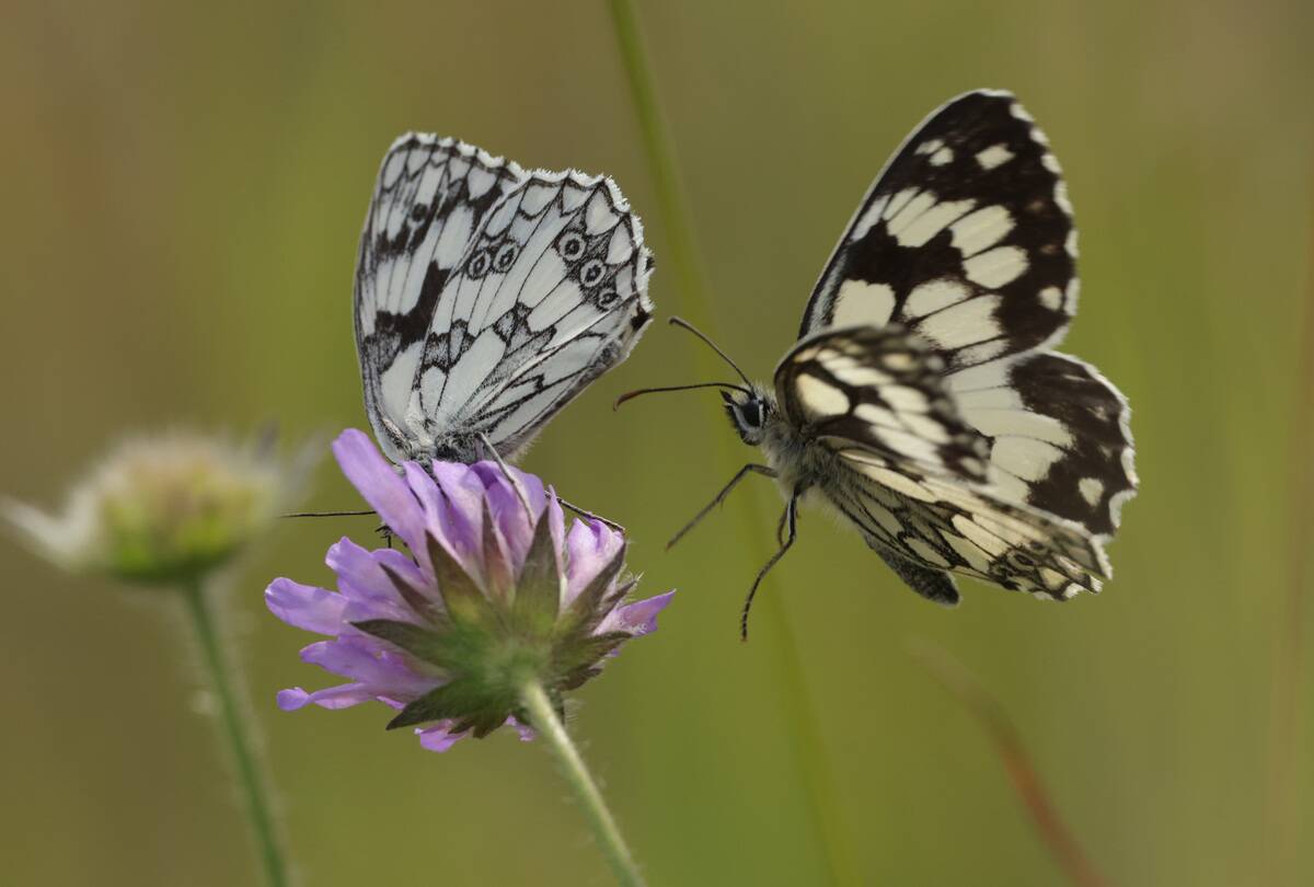 EU Passes Nature Restoration Law
