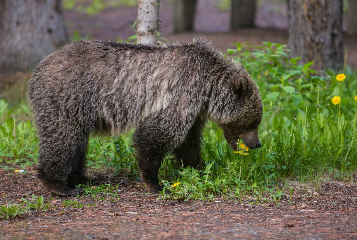 Exploring Canada's Banff National Park