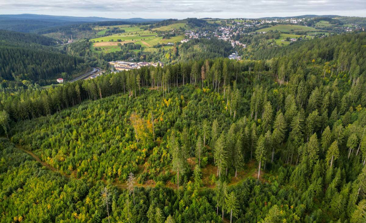 Forest conversion in Sachsenforst