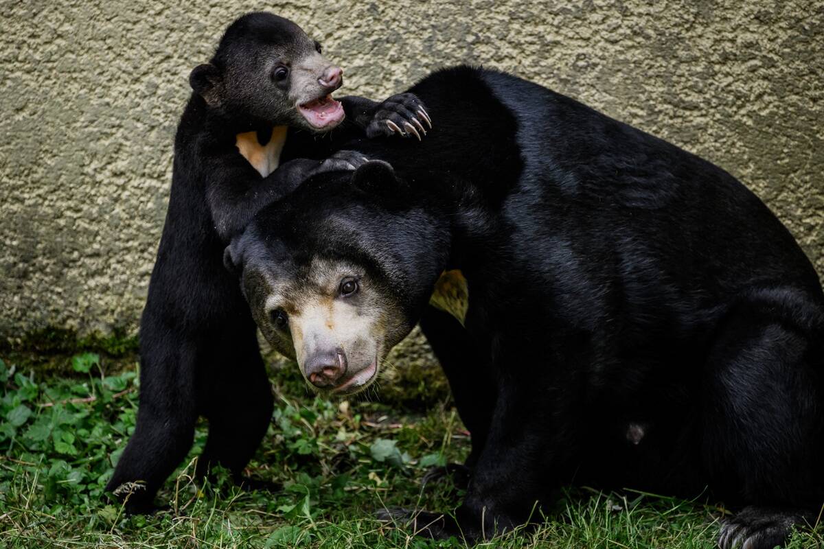 FRANCE-ANIMALS-BEAR-BIRTH