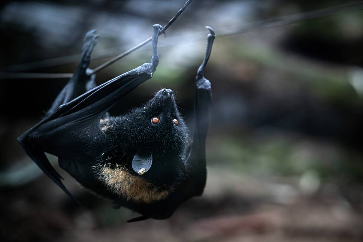 FRANCE-ZOOLOGICAL-GIANT-BAT
