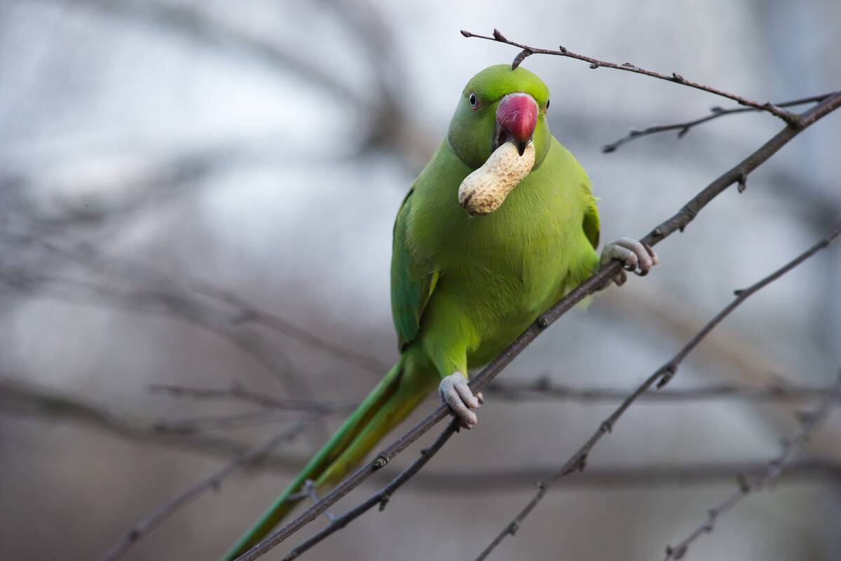 General Views Around St James's Park