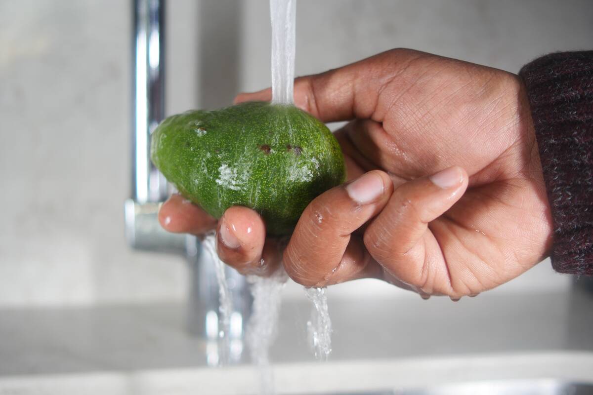 hand-washing-avocado-with-water-sprinkling-2024-12-13-14-13-19-utc