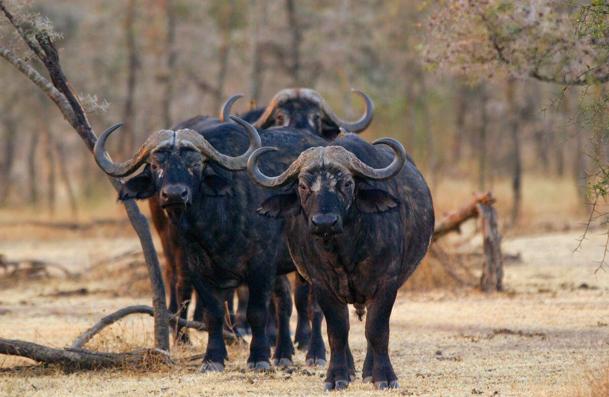 Herd of Buffalos, Tanzania, East Africa