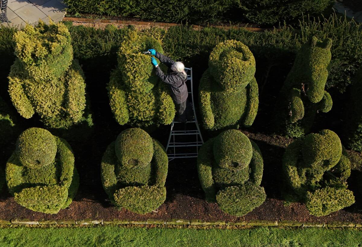 Hever Castle hedge trimming