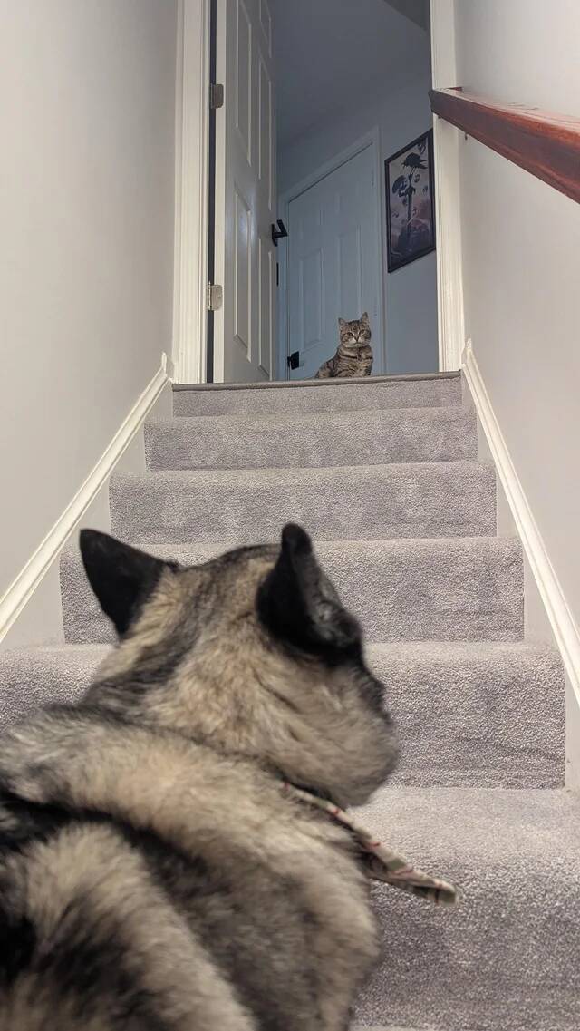 if-i-didnt-move-the-cat-the-dog-would-have-been-trapped-on-v0-v3iprkwl4o8g1